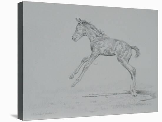 Foal Sketch-Michael Jackson-Stretched Canvas