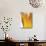 Foam Pouring over Edge of Glass of Light Beer-Brenda Spaude-Mounted Photographic Print displayed on a wall