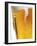 Foam Pouring over Edge of Glass of Light Beer-Brenda Spaude-Framed Photographic Print