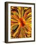 Focal Point-Ruth Palmer-Framed Art Print