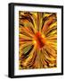 Focal Point-Ruth Palmer-Framed Art Print