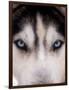 Focus - Husky Eyes-AdventureArt-Framed Photographic Print