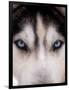 Focus - Husky Eyes-AdventureArt-Framed Photographic Print