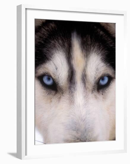 Focus - Husky Eyes-AdventureArt-Framed Photographic Print