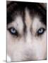 Focus - Husky Eyes-AdventureArt-Mounted Photographic Print