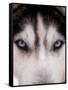 Focus - Husky Eyes-AdventureArt-Framed Stretched Canvas