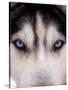 Focus - Husky Eyes-AdventureArt-Stretched Canvas