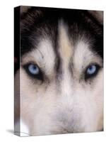 Focus - Husky Eyes-AdventureArt-Stretched Canvas