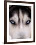 Focus - Husky Eyes-AdventureArt-Framed Photographic Print