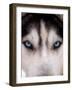 Focus - Husky Eyes-AdventureArt-Framed Photographic Print