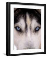 Focus - Husky Eyes-AdventureArt-Framed Photographic Print