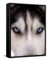 Focus - Husky Eyes-AdventureArt-Framed Stretched Canvas