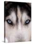 Focus - Husky Eyes-AdventureArt-Stretched Canvas