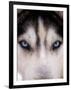 Focus - Husky Eyes-AdventureArt-Framed Photographic Print