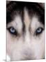 Focus - Husky Eyes-AdventureArt-Mounted Photographic Print