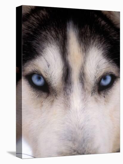 Focus - Husky Eyes-AdventureArt-Stretched Canvas