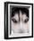 Focus - Husky Eyes-AdventureArt-Framed Photographic Print