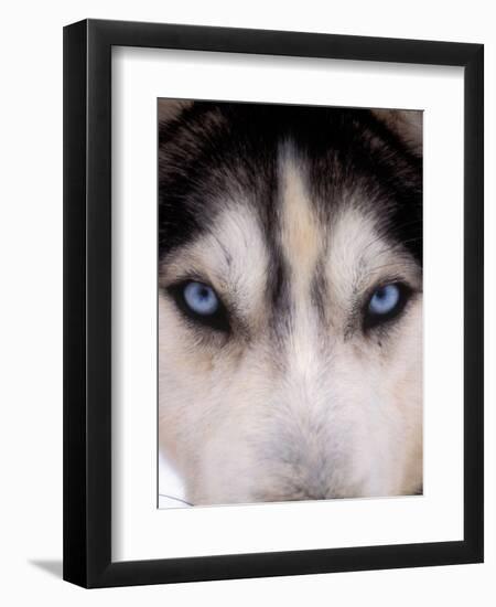 Focus - Husky Eyes-AdventureArt-Framed Photographic Print