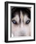 Focus - Husky Eyes-AdventureArt-Framed Photographic Print