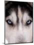 Focus - Husky Eyes-AdventureArt-Mounted Photographic Print