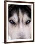 Focus - Husky Eyes-AdventureArt-Framed Premium Photographic Print