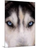 Focus - Husky Eyes-AdventureArt-Mounted Premium Photographic Print