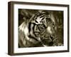 Focus-Dana Brett Munach-Framed Giclee Print