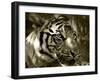 Focus-Dana Brett Munach-Framed Giclee Print