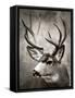 Focused Buck-Danita Delimont-Framed Stretched Canvas