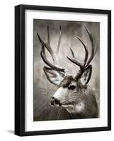 Focused Buck-Danita Delimont-Framed Photo