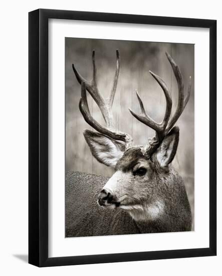 Focused Buck-Danita Delimont-Framed Photo