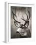 Focused Buck-Danita Delimont-Framed Photo