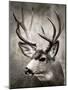 Focused Buck-Danita Delimont-Mounted Photo