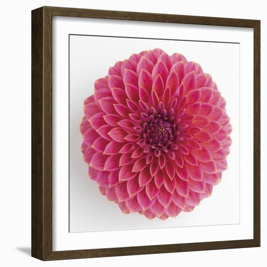 Focused Flourish - Happy-Ben Wood-Framed Giclee Print