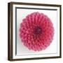 Focused Flourish - Happy-Ben Wood-Framed Giclee Print