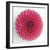 Focused Flourish - Happy-Ben Wood-Framed Giclee Print