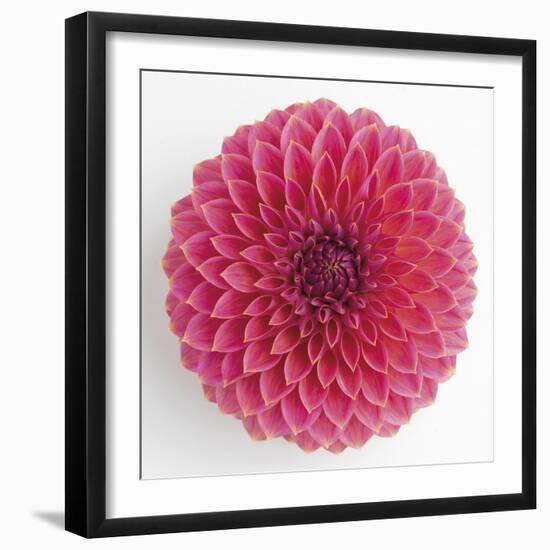 Focused Flourish - Happy-Ben Wood-Framed Giclee Print