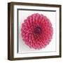 Focused Flourish - Happy-Ben Wood-Framed Giclee Print