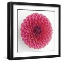 Focused Flourish - Happy-Ben Wood-Framed Giclee Print