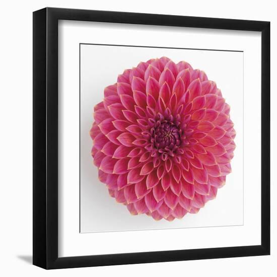 Focused Flourish - Happy-Ben Wood-Framed Giclee Print