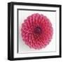 Focused Flourish - Happy-Ben Wood-Framed Giclee Print