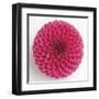 Focused Flourish - Peppy-Ben Wood-Framed Giclee Print