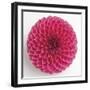 Focused Flourish - Peppy-Ben Wood-Framed Giclee Print