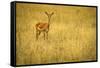 Focused Gazelle in the Veldt of the Maasai Mara, Kenya-Axel Brunst-Framed Stretched Canvas