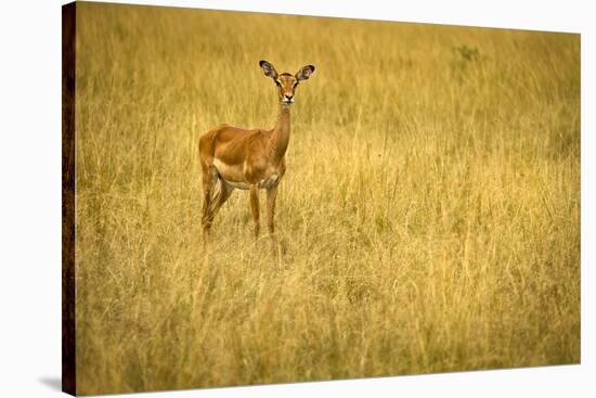 Focused Gazelle in the Veldt of the Maasai Mara, Kenya-Axel Brunst-Stretched Canvas