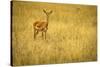 Focused Gazelle in the Veldt of the Maasai Mara, Kenya-Axel Brunst-Stretched Canvas