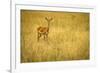 Focused Gazelle in the Veldt of the Maasai Mara, Kenya-Axel Brunst-Framed Photographic Print