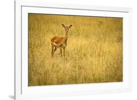 Focused Gazelle in the Veldt of the Maasai Mara, Kenya-Axel Brunst-Framed Photographic Print