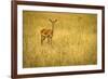 Focused Gazelle in the Veldt of the Maasai Mara, Kenya-Axel Brunst-Framed Photographic Print