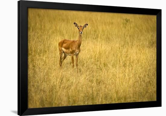 Focused Gazelle in the Veldt of the Maasai Mara, Kenya-Axel Brunst-Framed Photographic Print
